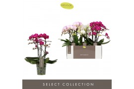 Phalaenopsis multiflora mix Optimost - Sensual Mix - 3 tak