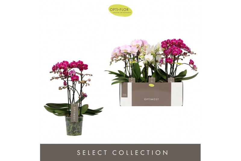 Phalaenopsis multiflora mix Optimost - Sensual Mix - 3 tak 