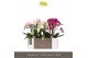 Phalaenopsis multiflora mix Optimost - Sensual Mix - 3 tak 
