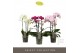 Phalaenopsis multiflora mix Optimost - Sensual Mix - 3 tak 