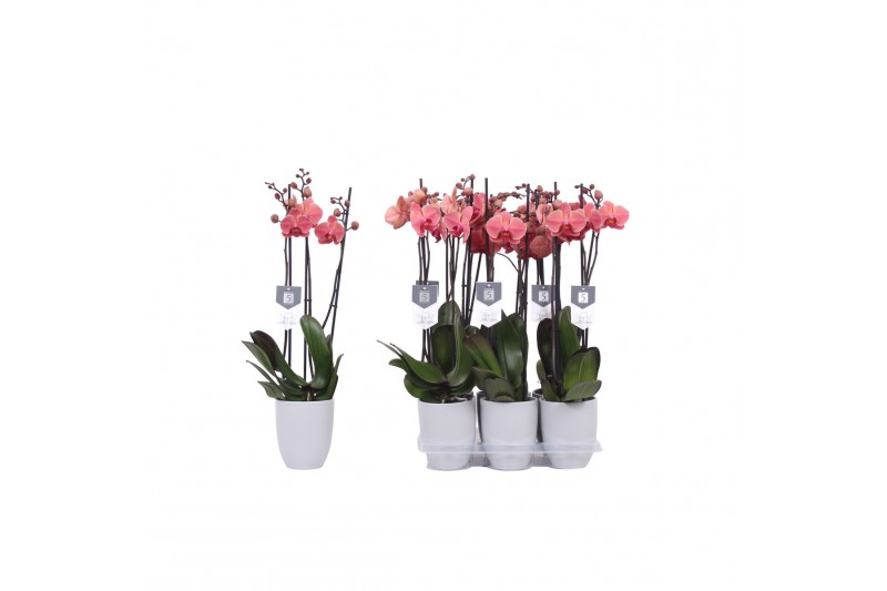 Phalaenopsis anthura narbonne 3 tak - 22+ bloemen - Grijs keramiek 