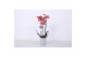 Phalaenopsis anthura narbonne 3 tak - 22+ bloemen - Grijs keramiek 