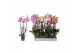 Phalaenopsis mix 3 tak - 22+ bloemen zonder wit 