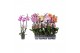 Phalaenopsis mix 3 tak - 22+ bloemen zonder wit 