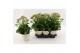 Kalanchoe sunny pink roze 