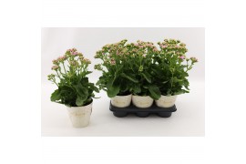 Kalanchoe sunny pink roze