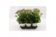 Kalanchoe sunny pink roze 