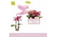 Phalaenopsis multiflora mix 2 tak aromio 
