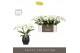Phalaenopsis wit Tablo - Champagne - 2 tak - Abruzzo Black Aquo 
