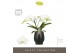 Phalaenopsis wit Tablo - Champagne - 2 tak - Abruzzo Black Aquo 