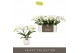 Phalaenopsis wit Tablo - Champagne - 2 tak - Lazio White 