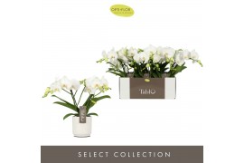 Phalaenopsis wit Tablo - Champagne - 2 tak - Lazio White