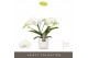 Phalaenopsis wit Tablo - Champagne - 2 tak - Lazio White 