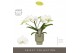 Phalaenopsis wit Tablo - Champagne - 2 tak - Emilia Green Aquo 