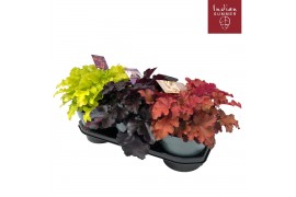 Heuchera indian summer mix Mixtray