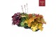 Heuchera indian summer mix Mixtray 
