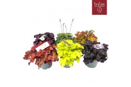 Heuchera indian summer mix Mixlaag
