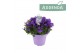 Campanula port. ambella intens purple 