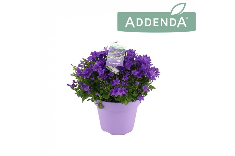 Campanula port. ambella intens purple 