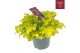 Heuchera indian summer lime 