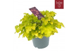 Heuchera indian summer lime