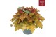 Heuchera indian summer orange 