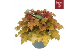 Heuchera indian summer orange