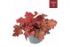 Heuchera indian summer red 