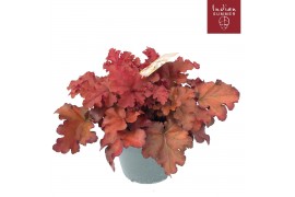 Heuchera indian summer red
