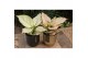 Aglaonema white joy small 