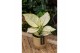 Aglaonema white joy small 