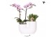 Arrangementen phalaenopsis multiflora Kolibri Orchids - Phalaenopsis & 