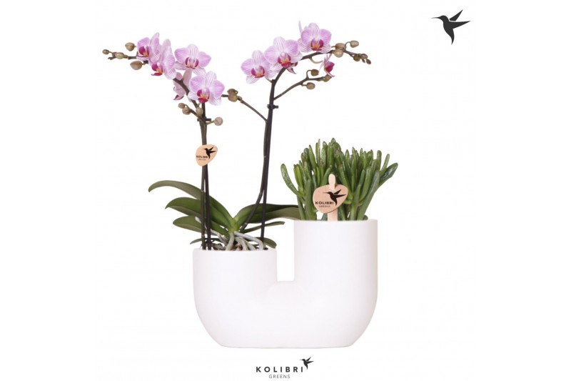 Arrangementen phalaenopsis multiflora Kolibri Orchids - Phalaenopsis & 