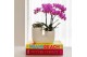 Arrangementen phalaenopsis multiflora Kolibri Orchids - Phalaenopsis & 