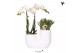 Arrangementen phalaenopsis multiflora Kolibri Orchids - Phalaenopsis & 