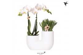 Arrangementen phalaenopsis multiflora Kolibri Orchids - Phalaenopsis &
