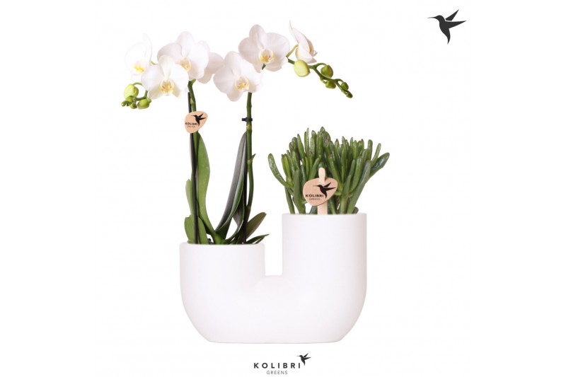 Arrangementen phalaenopsis multiflora Kolibri Orchids - Phalaenopsis & 