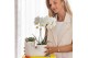 Arrangementen phalaenopsis multiflora Kolibri Orchids - Phalaenopsis & 