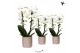Phalaenopsis elegant cascade Kolibri Orchids Niagara fall white 2 tak  