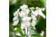 Phalaenopsis elegant cascade Kolibri Orchids Niagara fall white 2 tak  