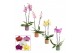 Phalaenopsis mix 2 tak, 14+ bloem - Kaya keramiek - Craft Wold 