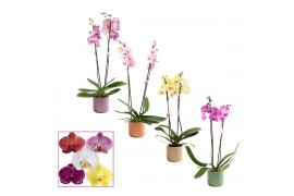 Phalaenopsis mix 2 tak, 14+ bloem - Kaya keramiek - Craft Wold