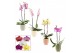 Phalaenopsis mix 2 tak, 14+ bloem - Pato keramiek - Deco 