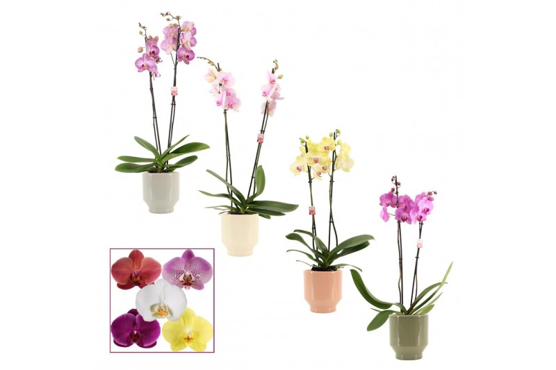Phalaenopsis mix 2 tak, 14+ bloem - Pato keramiek - Deco Phalaenopsis mix 2 tak, 14+ bloem - Pato keramiek - Deco