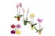 Phalaenopsis mix 2 tak, 14+ bloem - Naemi keramiek - Natural Bubble 
