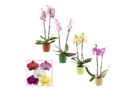 Phalaenopsis mix 2 tak, 14+ bloem - Naemi keramiek - Natural Bubble