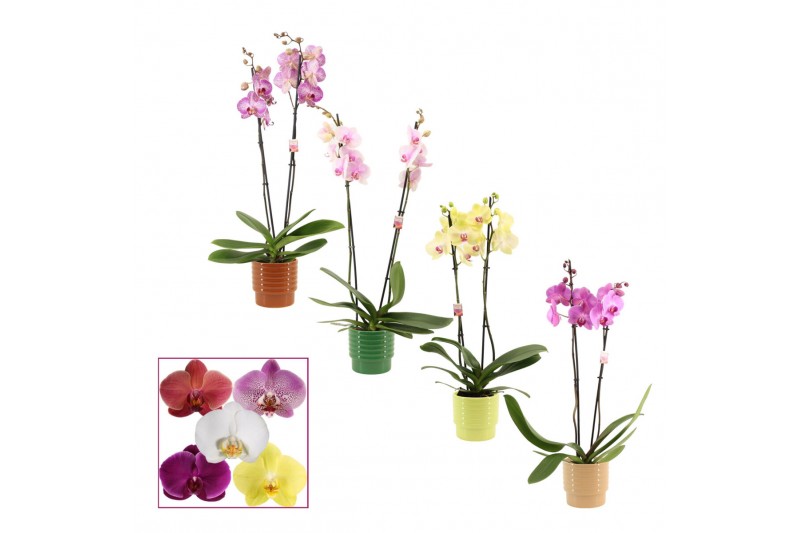 Phalaenopsis mix 2 tak, 14+ bloem - Naemi keramiek - Natural Bubble Phalaenopsis mix 2 tak, 14+ bloem - Naemi keramiek - Natural Bubble