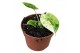Alocasia Alocasia Dragon Scale mint 1 pp 