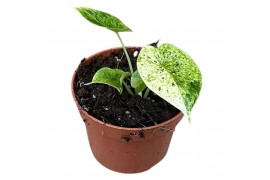 Alocasia Alocasia Dragon Scale mint 1 pp