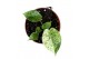 Alocasia Alocasia Dragon Scale mint 1 pp 